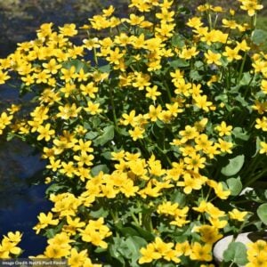 Marsh Marigold (Caltha Palustris) – #1 Container