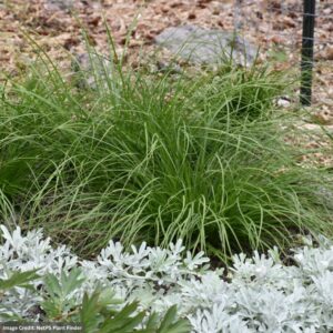 Appalachian Sedge (Carex Appalachica) – 1 Qt Container