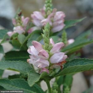 Turtlehead (Chelone) – Glabra – #1 Container