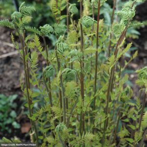 Fern (Dennstaedtia Punctiloba) – Hay Scented – 3.25″ Pot