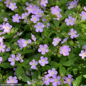Spotted Cranesbill (Geranium Maculatum) – #1 Container