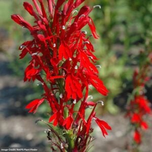 Cardinal Flower (Lobelia Cardinalis) – #1 Container