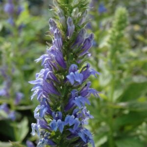 Cardinal Flower (Lobelia Siphilitica) – Blue – #1 Container