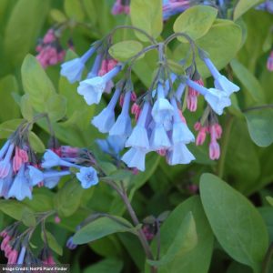 Virginia Bluebells (Mertensia Virginica) – #1 Container