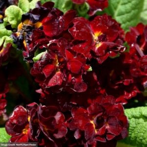 Primrose (Primula) – Belarina® Valentine – 1 Qt Container