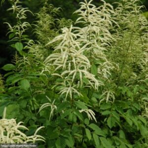 Goatsbeard (Aruncus Dioicus) – 3.25″ Pot