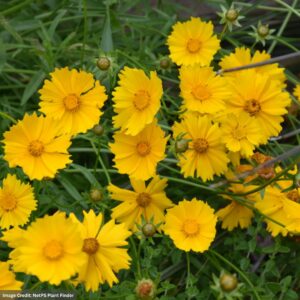 Lanceleaf Tickseed (Coreopsis Lanceolata) – 3.25″ Pot