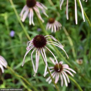 Coneflower (Echinacea Pallida) – Pale Purple – 3.25″ Pot