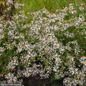 White Wood Aster (Eurybia Divaricata) – 3.25″ Pot