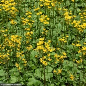Golden Ragwort (Packera Aurea) – 3.25″ Pot