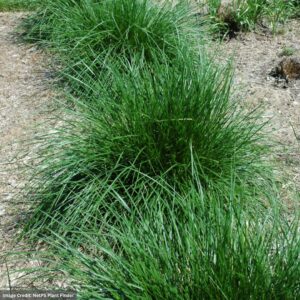 Tufted Hair Grass (Deschampsia Cespitosa) – #1 Container