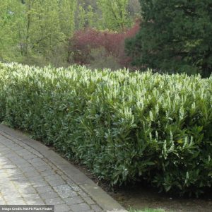 Skip Laurel – 5-6ft – B&B