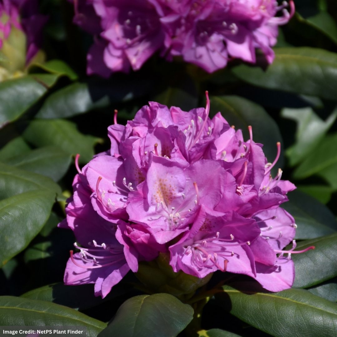 Rhododendron - Roseum Elegans - 42" - #10 Container | Mahoney's Garden  Center