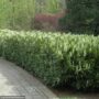 Skip Laurel – 5-6ft – #20 Container