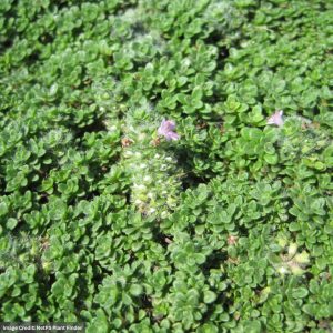 Creeping Thyme – Elfin – 3.25″ Pot