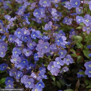 Speedwell (Veronica) – Georgia Blue – 1 Qt Container
