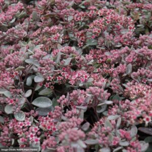 Stonecrop (Hylotelephium Sedum) – Vera Jameson – #1 Container