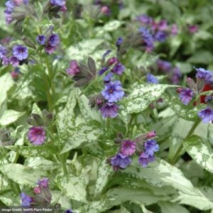 Lungwort (Pulmonaria) – Diana Clare – #1 Container