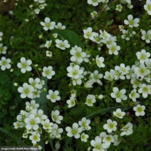 Saxifrage – Snow Carpet – #1 Container