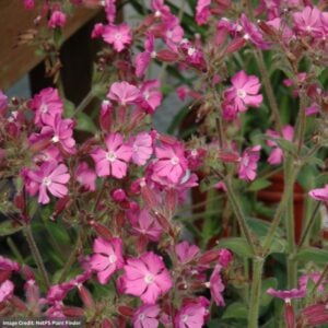 Campion (Silene) – Rolly’s Favorite – #1 Container
