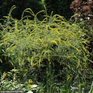 Rough Goldenrod (Solidago Rugosa) – Fireworks – #1 Container