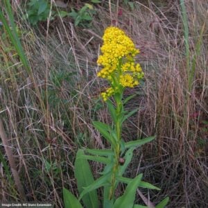 Goldenrod (Solidago Sempervirens) – Seaside – 3.25″ Pot