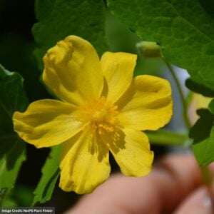 Poppy (Stylophorum Diphyllum) – Celandine – #1 Container