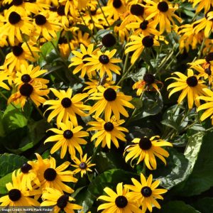 Coneflower (Rudbeckia Fulgida) – Orange – 3.25″ Pot