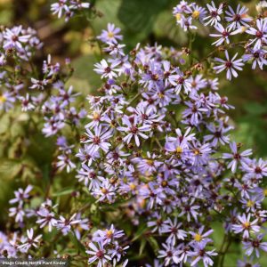 Aster (Symphyotrichum Cordifolium) – Blue Wood – 3.25″ Pot