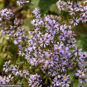 Aster (Symphyotrichum Cordifolium) – Blue Wood – 3.25″ Pot