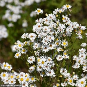 Aster (Symphyotrichum Ericoides) – Heath – 3.25″ Pot
