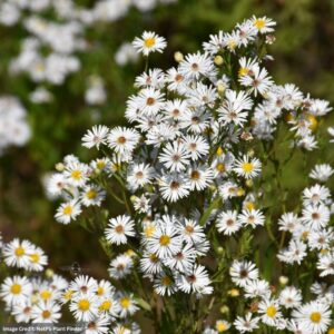 Aster (Symphyotrichum Ericoides) – Heath – 3.25″ Pot