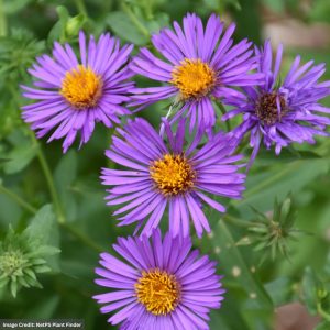 Aster (Symphyotrichum Nova-Angliae) – Purple Beauty – 3.25″ Pot