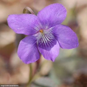 Viola (Violet) – Labrador – 3.25″ Pot