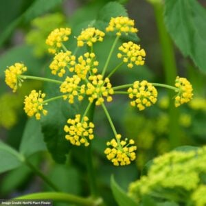 Golden Alexander (Zizia Aurea) – #1 Container