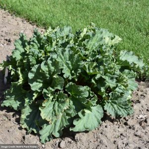 Rhubarb – Glaskin’s Perpetual – #1 Container