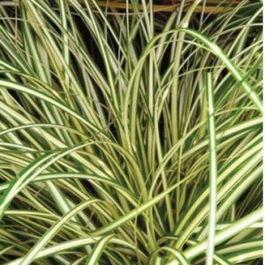 Variegated Sedge (Carex Morrowii) – Evergold – #1 Container