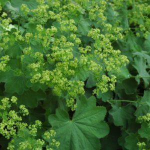 Lady’s Mantle (Alchemilla) – Mollis – #1 Container