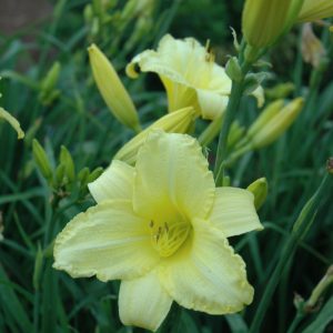 Daylily (Hemerocallis) – Happy Returns – #1 Container