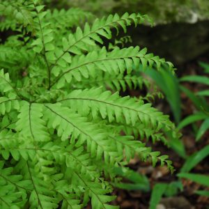 Maidenhair Fern (Adiantum Pedatum) – #1 Container