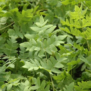 Royal Fern (Osmunda Regalis) – #1 Container