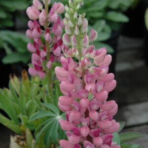 Lupine – Gallery Pink – #1 Container