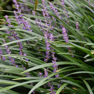 Liriope – Big Blue – #1 Container