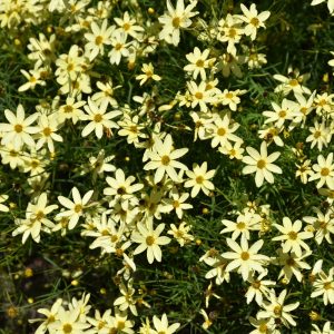 Tickseed (Coreopsis) – Moonbeam – #1 Container