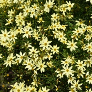 Tickseed (Coreopsis) – Moonbeam – #1 Container