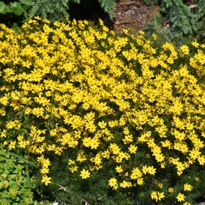 Tickseed (Coreopsis) – Zagreb – #1 Container