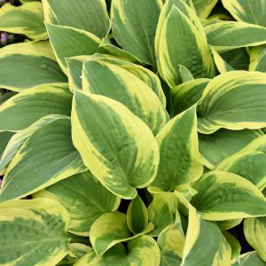 Hosta – Wide Brim – #1 Container