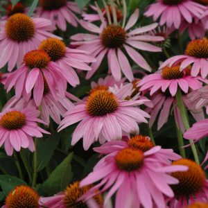 Coneflower (Echinacea) – Magnus – #2 Container
