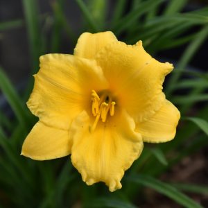 Daylily (Hemerocallis) – Stella De Oro – #1 Container