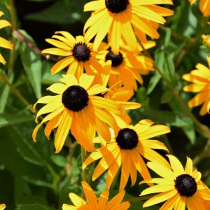Black Eyed Susan (Rudbeckia) – Goldsturm – #1 Container